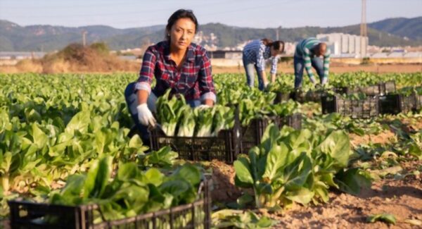 Multiple Recruitment for Farm Workers in Canada