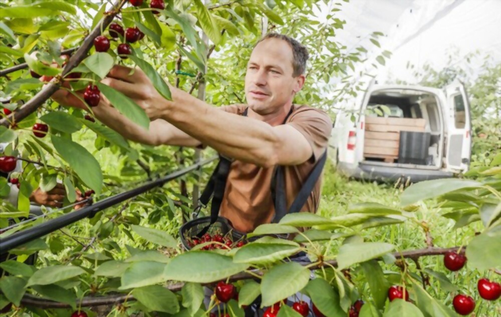 Fruit Pickers in Canada